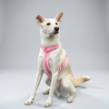 Teddy Harness Set - Pink