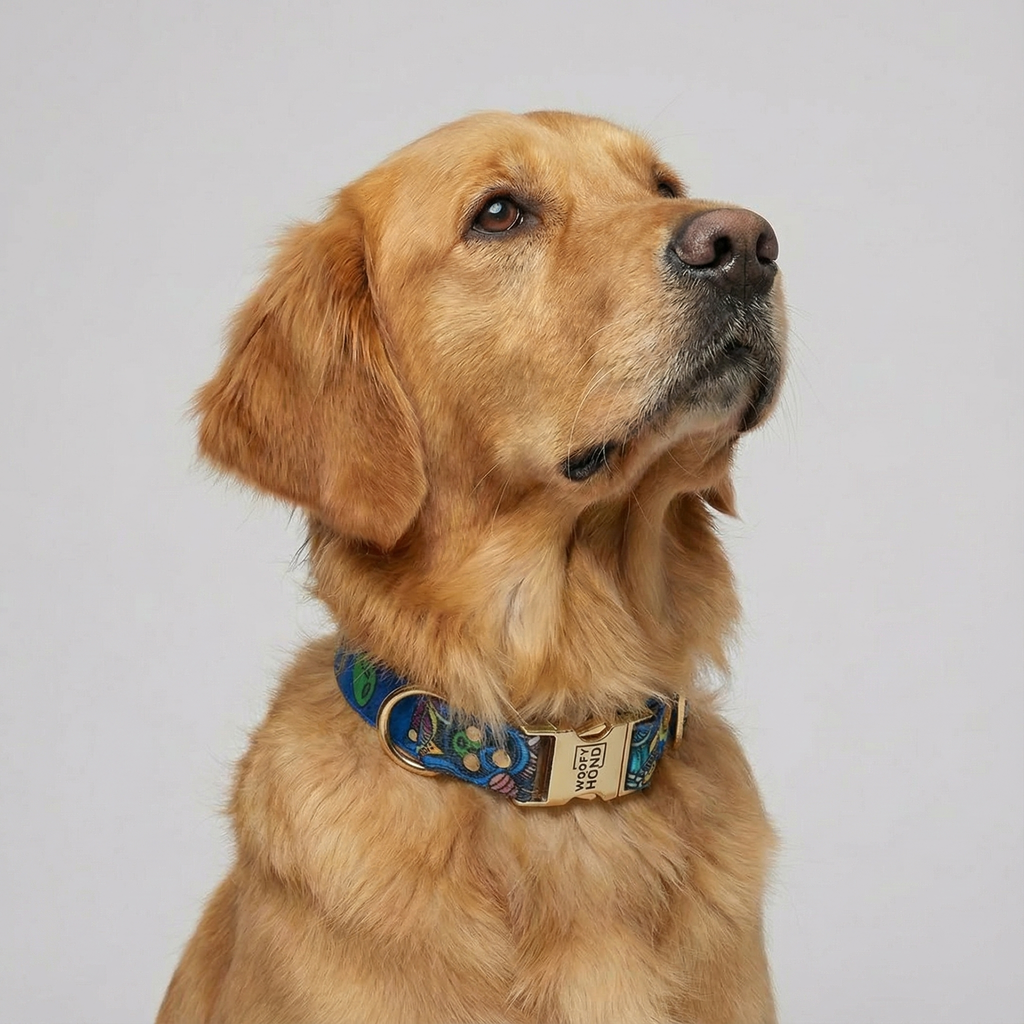 Collar Galaxy