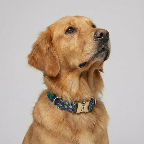 Collar Galaxy