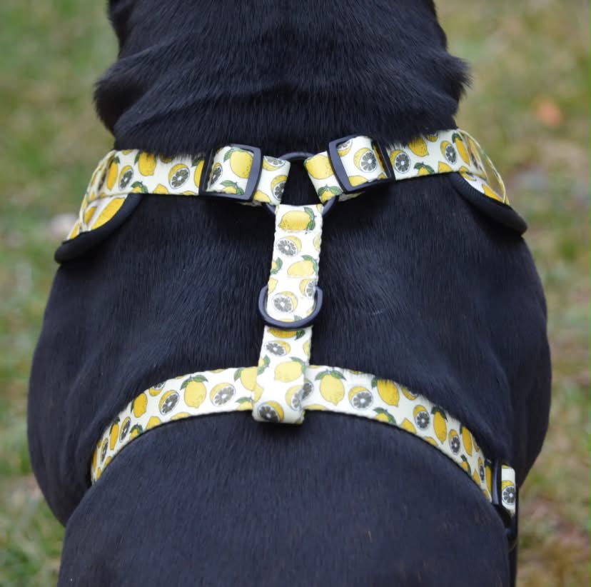 Reedog LEMON | Dog harness