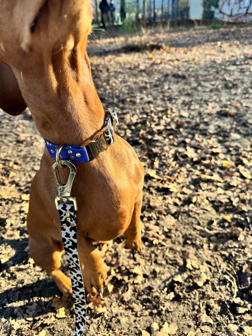Collar Blueberry