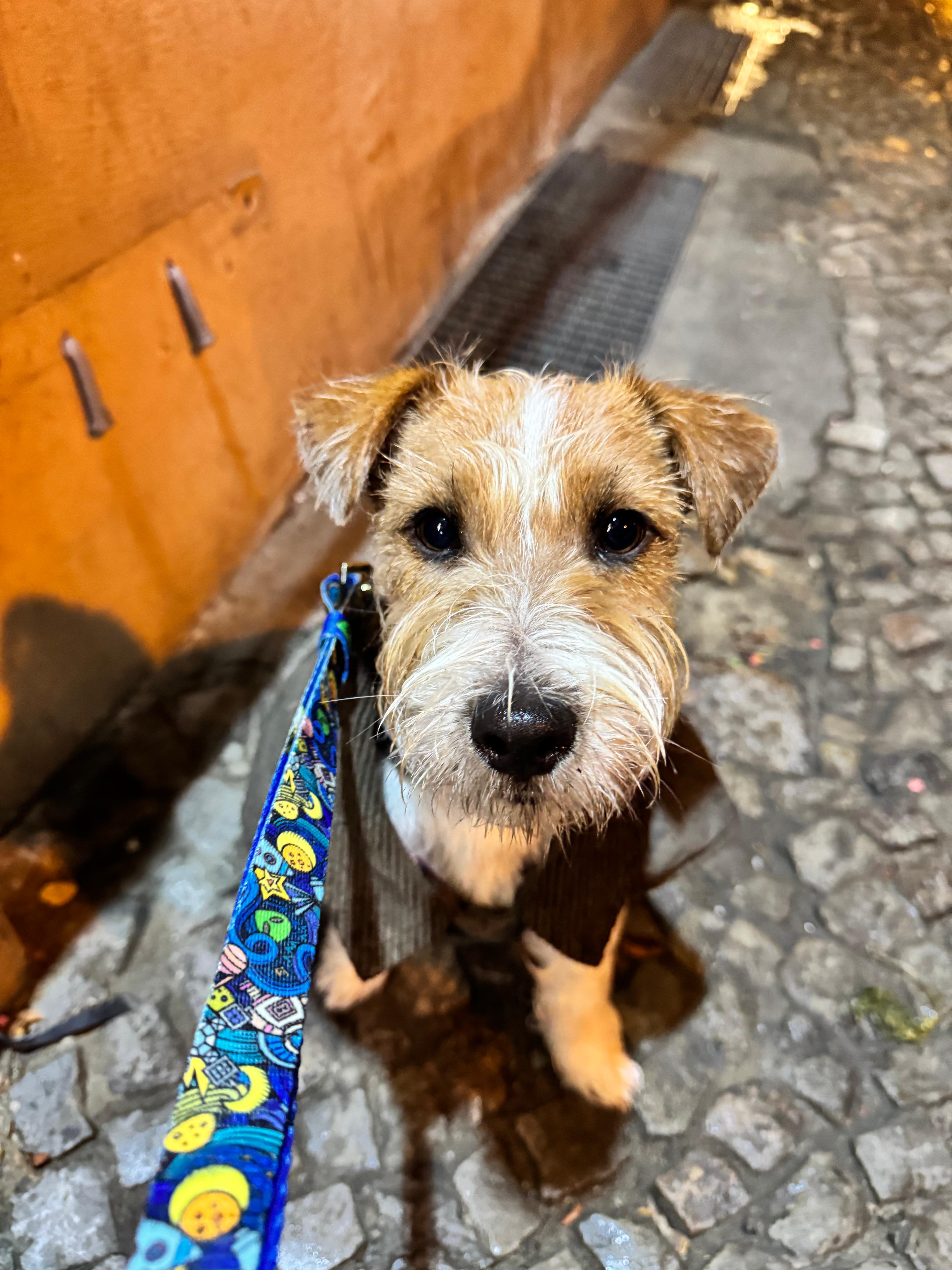 Dog with leash Galaxy