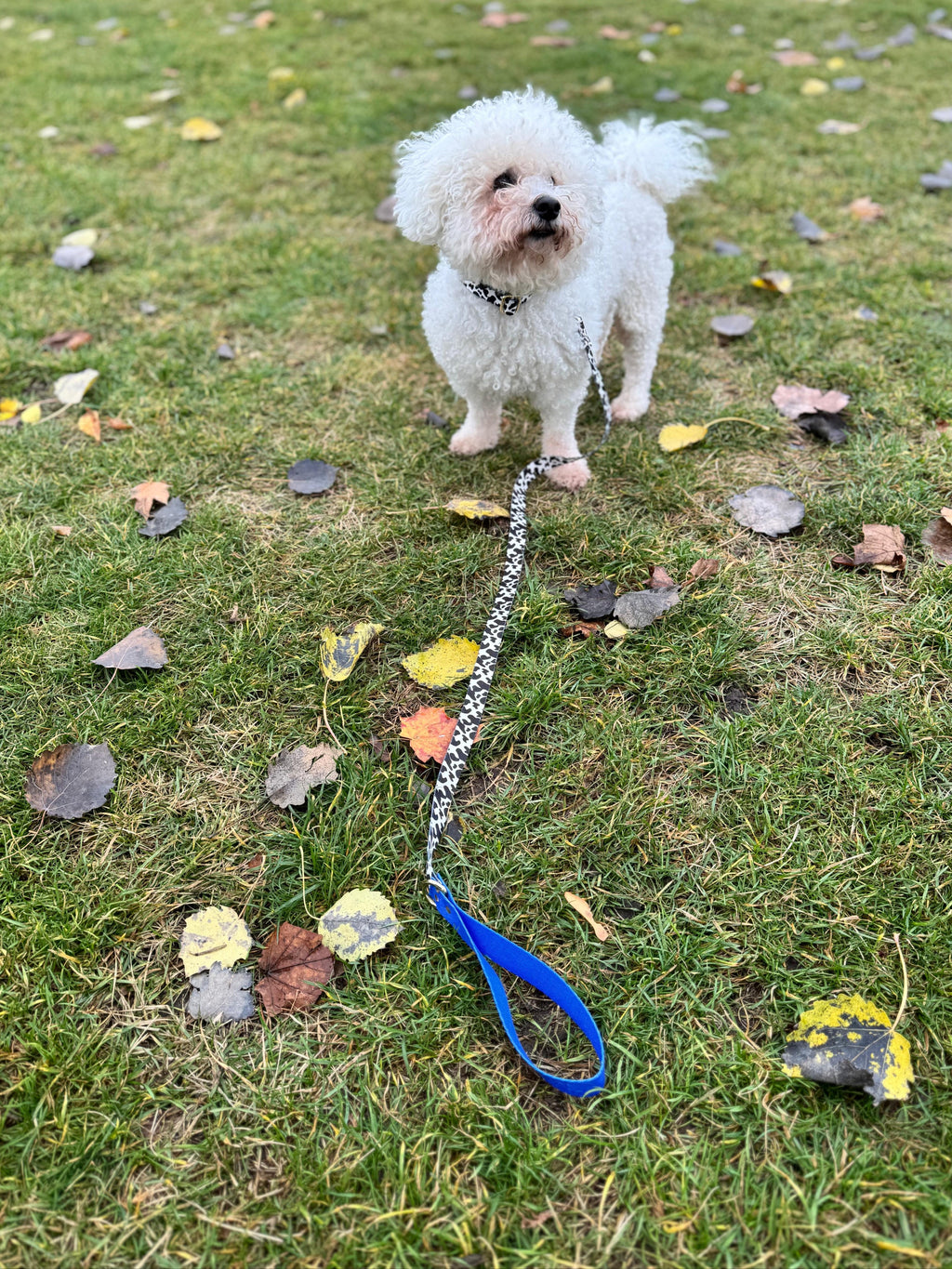 Leash Blueberry