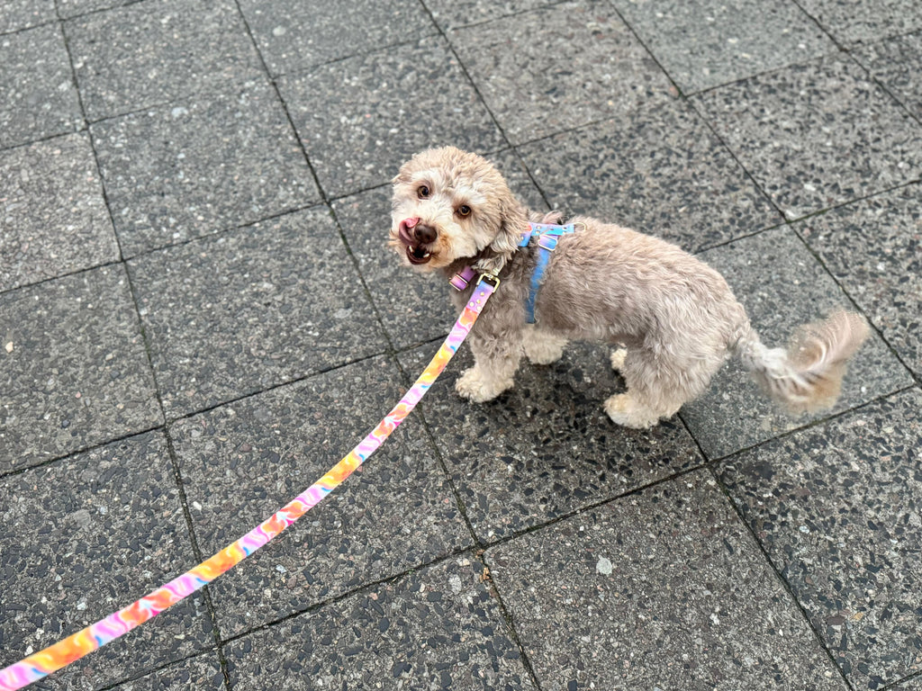 Leash Aurora