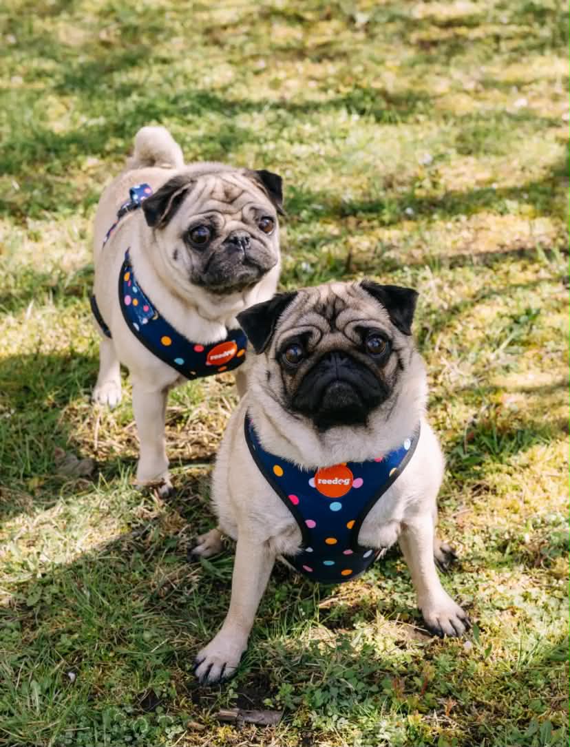 Reedog BUBBLE | Dog harness