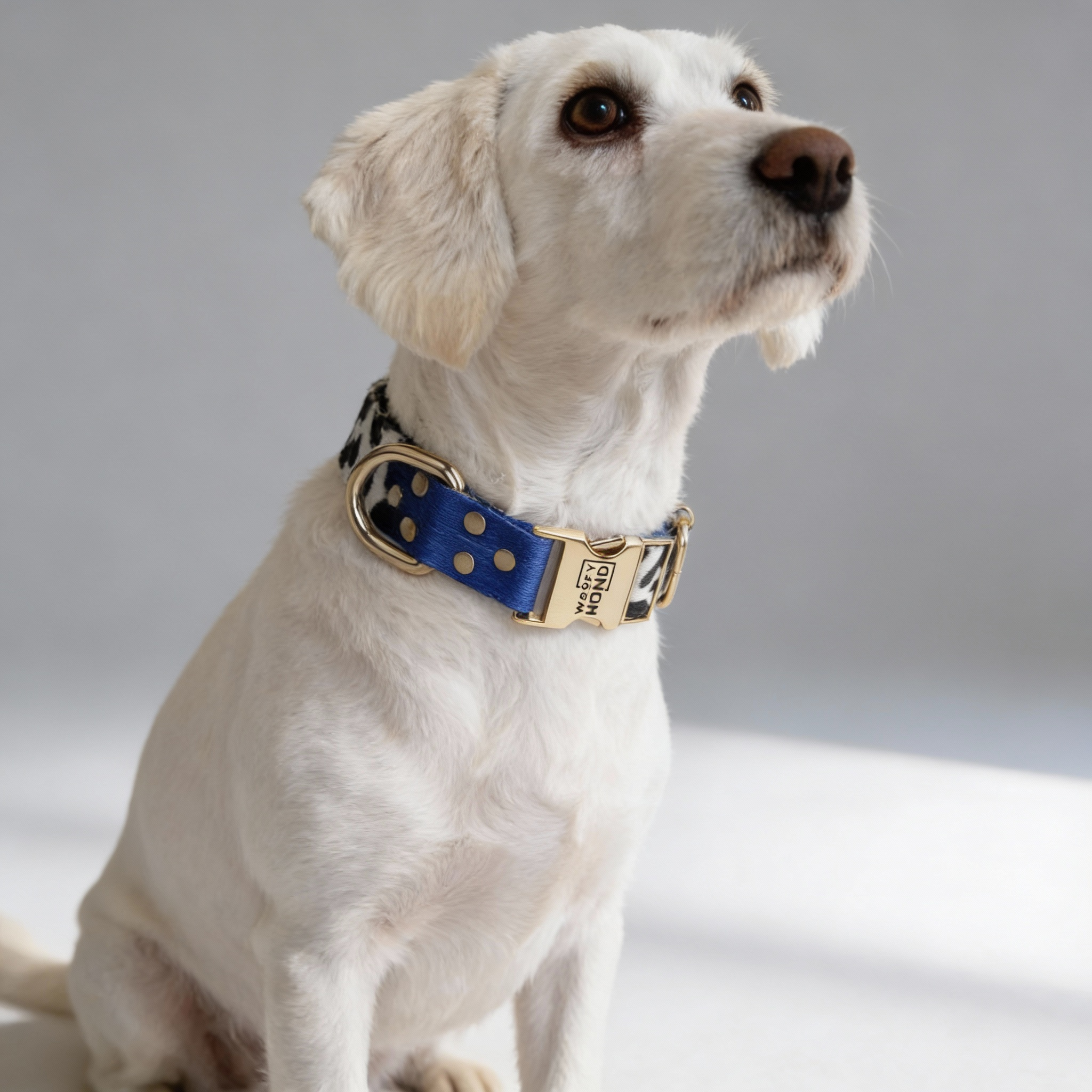 Collar Blueberry