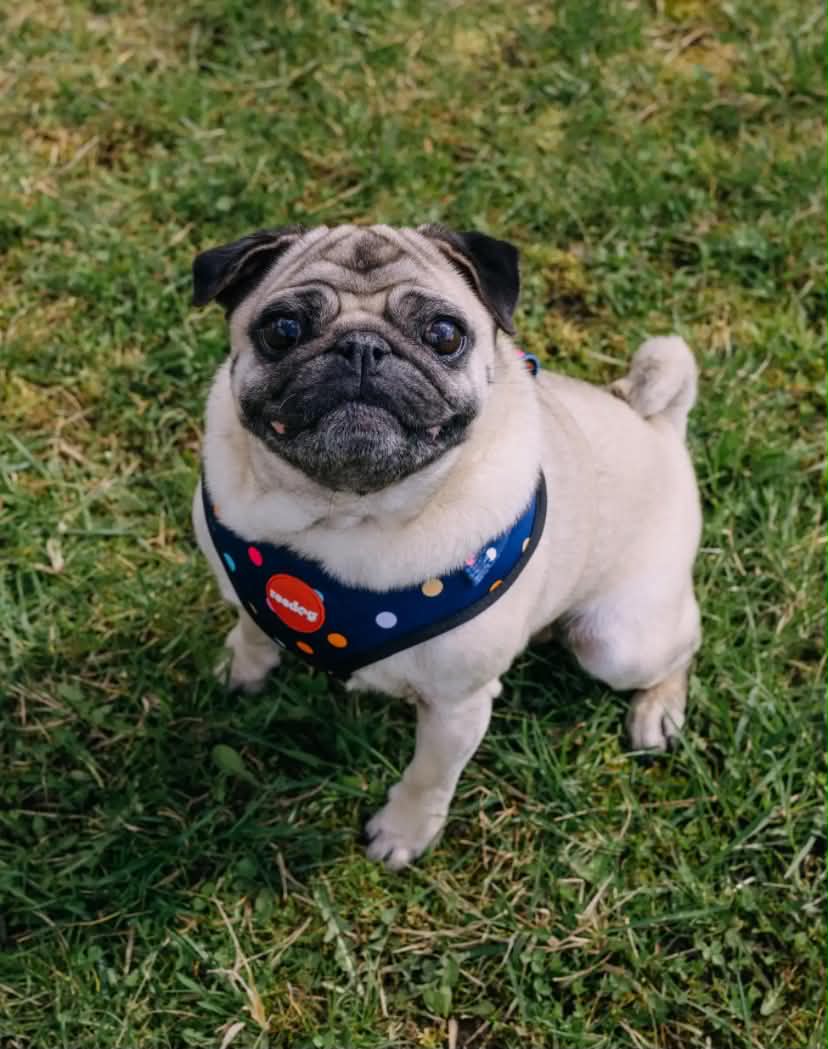 Reedog BUBBLE | Dog harness