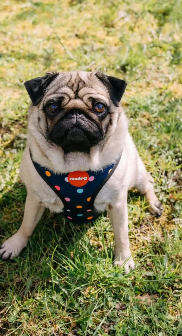 Reedog BUBBLE | Dog harness