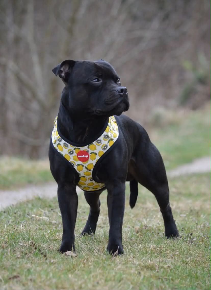 Reedog LEMON | Dog harness