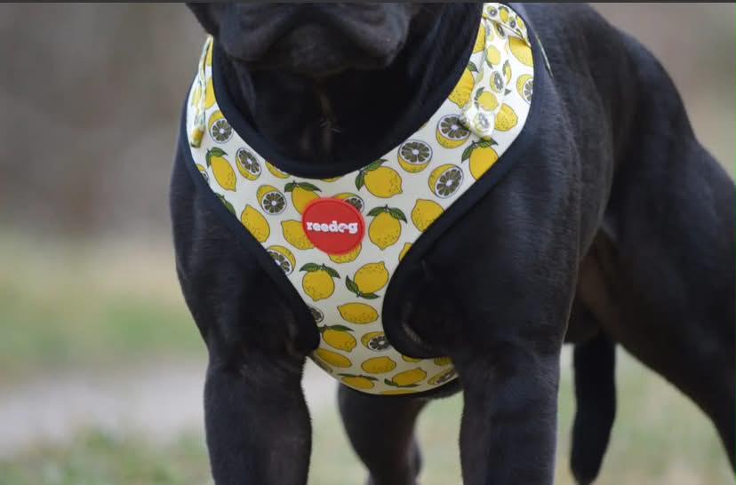 Reedog LEMON | Dog harness