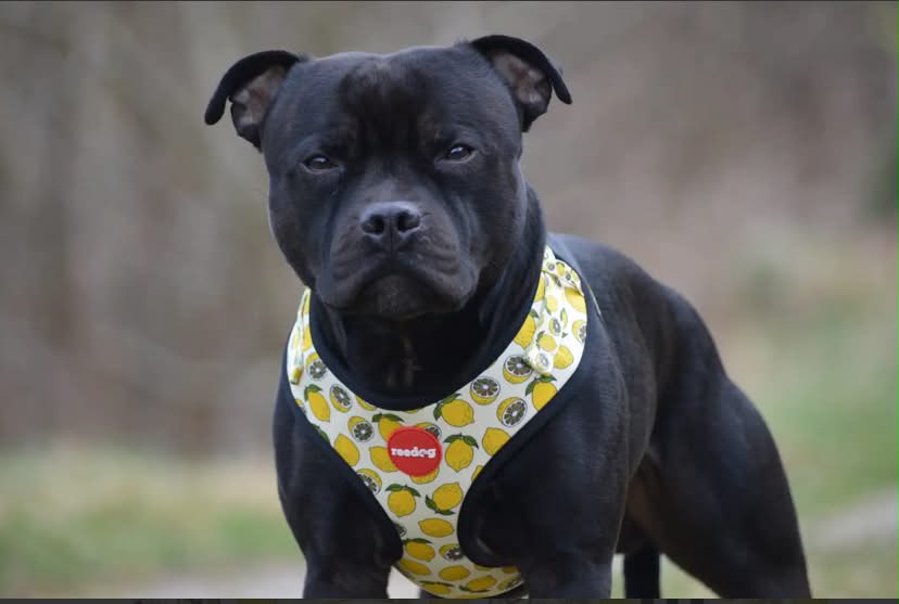 Reedog LEMON | Dog harness
